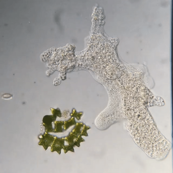Видео через микроскоп, снятые микробиологом Хантером Хайнсом (13 фото)
