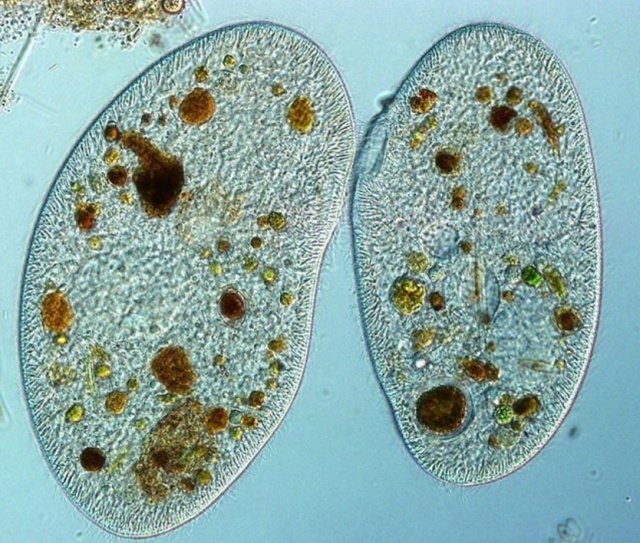 Видео через микроскоп, снятые микробиологом Хантером Хайнсом (13 фото)