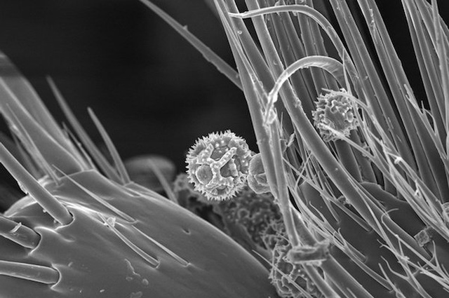 Пчела под микроскопом (3 фото)