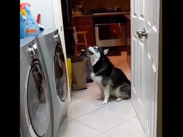 Реакция собаки на теннисные мячики в стиральной машине