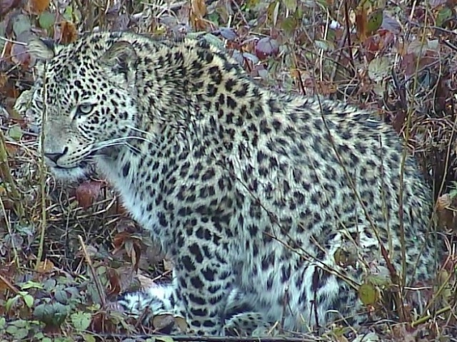 Браконьеры и нехватка денег могут сорвать проект по возвращению леопардов на Кавказ (7 фото)
