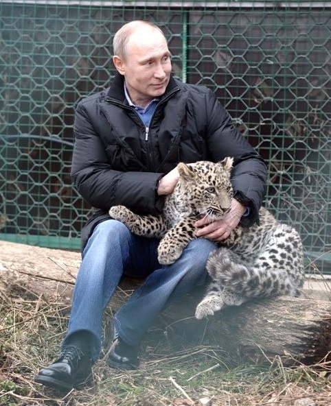Браконьеры и нехватка денег могут сорвать проект по возвращению леопардов на Кавказ (7 фото)