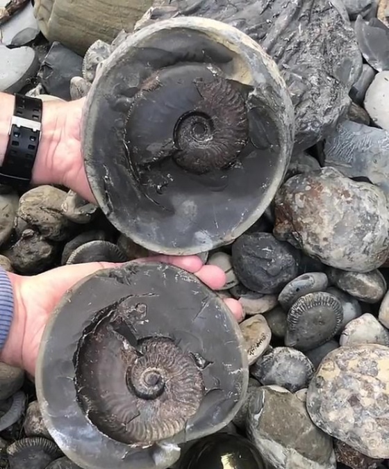 Британец нашел на пляже древнее существо, возраст которого может составлять 185 миллионов лет (3 фото + видео)