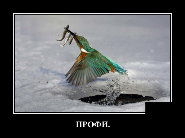 Демотиваторы (30 фото)