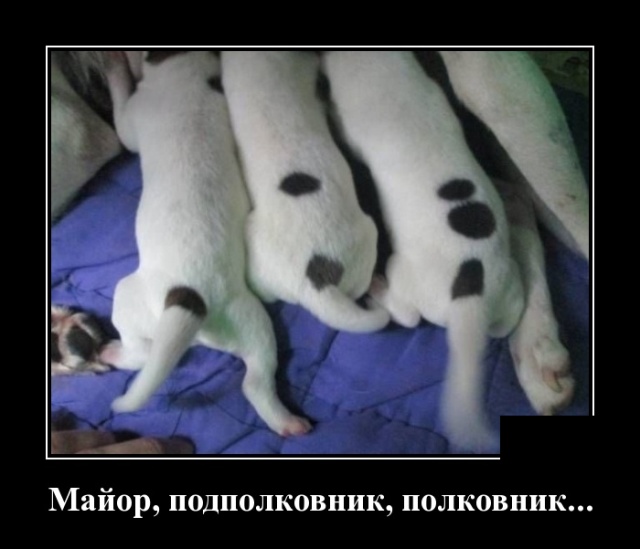 Демотиваторы (30 фото)