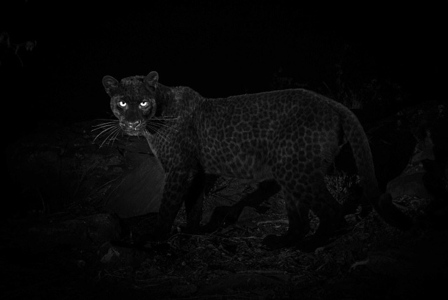 В Африке впервые за 100 лет в объектив камеры попал черный леопард (6 фото + видео)