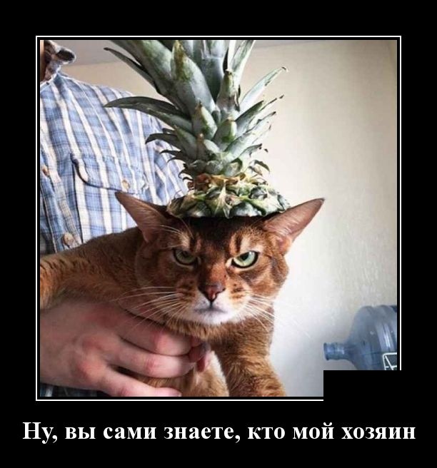 Демотиваторы (30 фото)