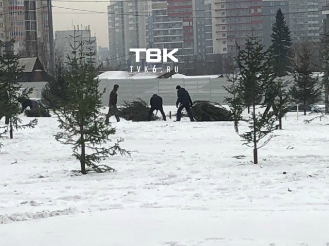 Как в Красноярске "озеленяли" город срубленными деревьями (5 фото + видео)