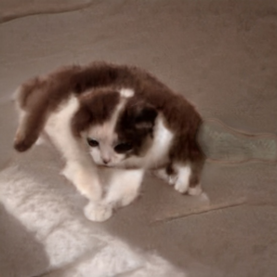Нейросеть, генерирующая фото котов, не особо справляется с задачей (20 фото)