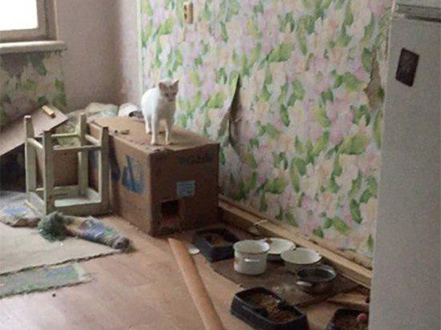 В Санкт-Петербурге "одинокие" котики открыли кран и затопили несколько квартир