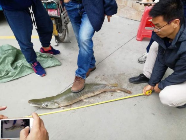 Необычные рыбы были замечены в озере в китайском парке (6 фото)