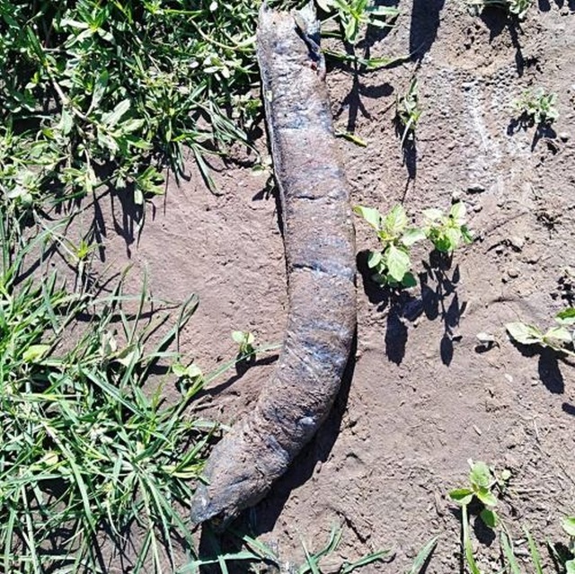 Аргентинские фермеры нашли на рисовом поле жуткое существо (5 фото)