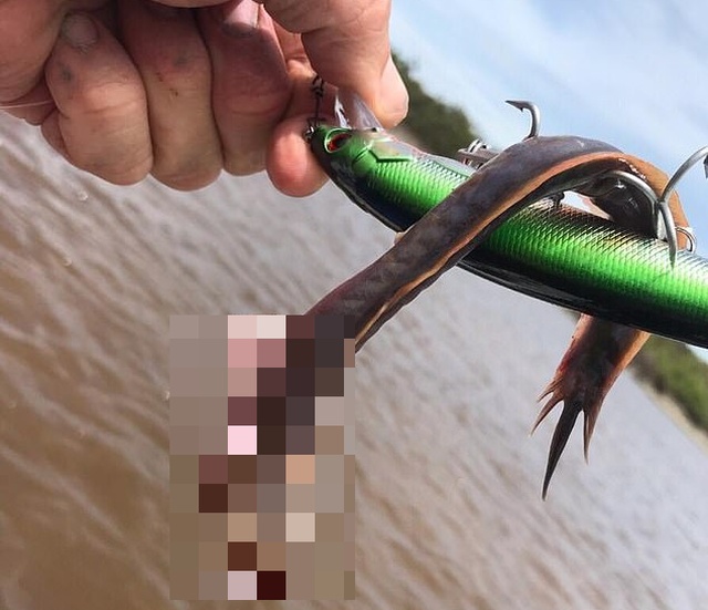 Рыбак из Австралии сфотографировал свой необычный "улов" (2 фото)