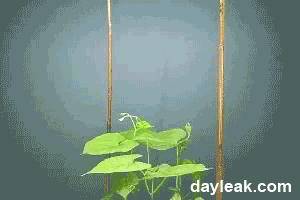 Завораживающий процесс роста растений (17 гифок)