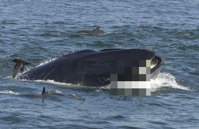 В ЮАР кит чуть не "проглотил" дайвера (6 фото)