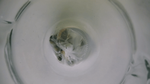 Ученые обнаружили червей, которые могут поедать и переваривать пластик (5 фото)