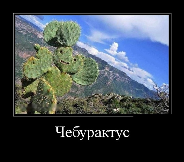 Демотиваторы (30 фото)