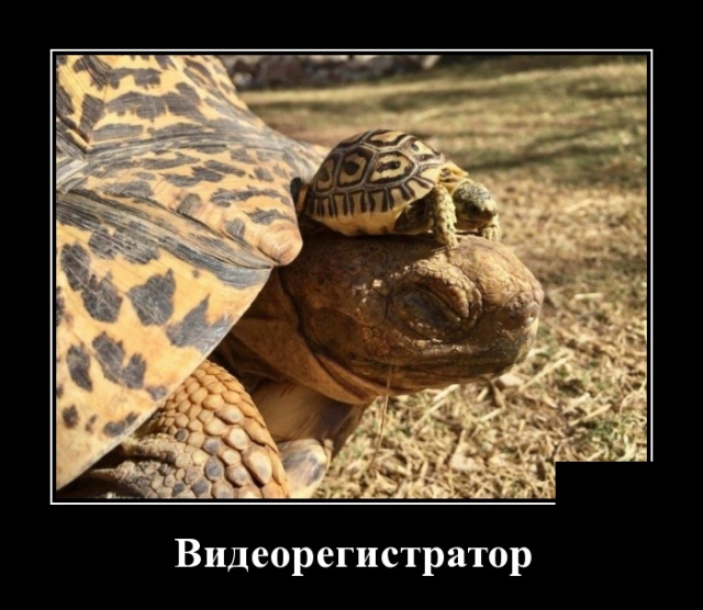 Демотиваторы (30 фото)