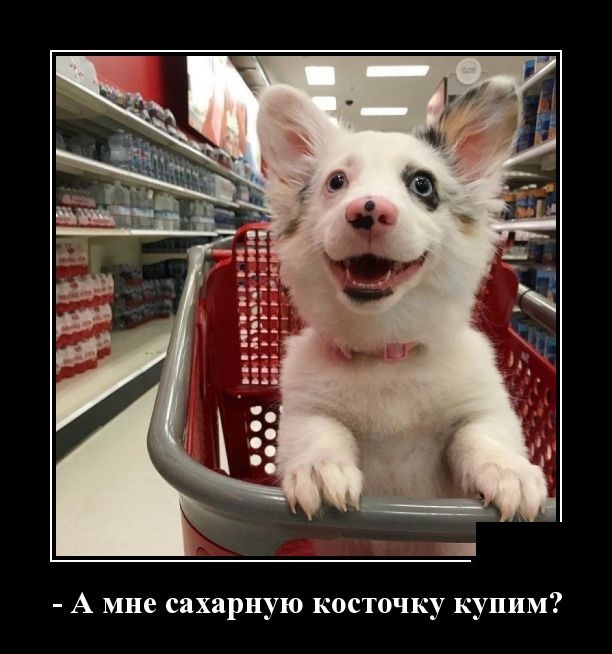 Демотиваторы (30 фото)