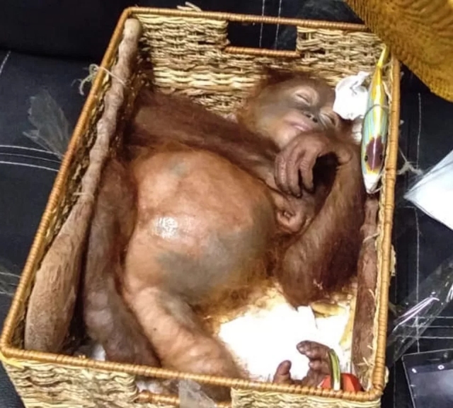 На Бали задержали гражданина РФ, который пытался провезти орангутана в багаже (6 фото)