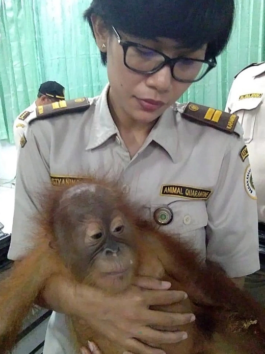На Бали задержали гражданина РФ, который пытался провезти орангутана в багаже (6 фото)
