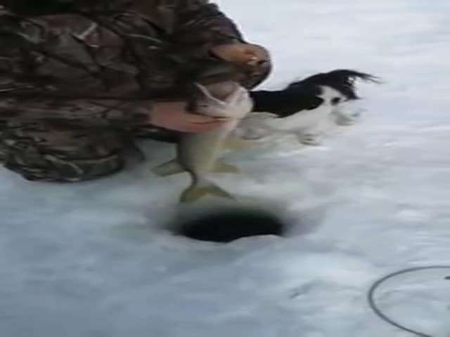 Чуть не лишились собаки на зимней рыбалке