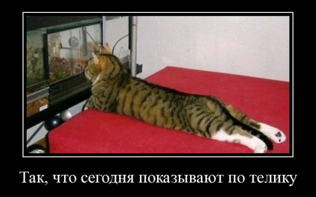 Демотиваторы (30 фото)