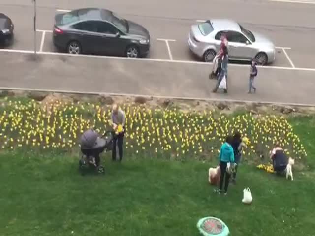 Яжематери "собирают" тюльпаны в Москве