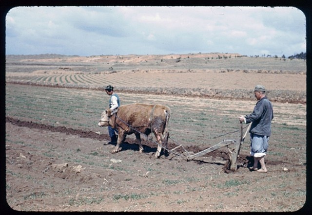 Подборка фотографий, сделанных американскими солдатами в Корее 52-53 годов (100 фото)