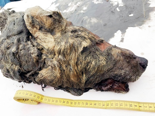 В Сибири нашли голову доисторического волка с целым мозгом (7 фото)