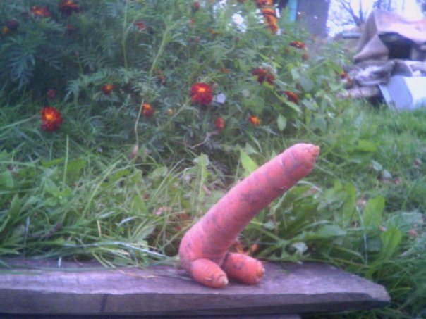 Морковка с огорода)