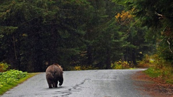 В Приморье детям запретили гулять на улице из-за медведей
