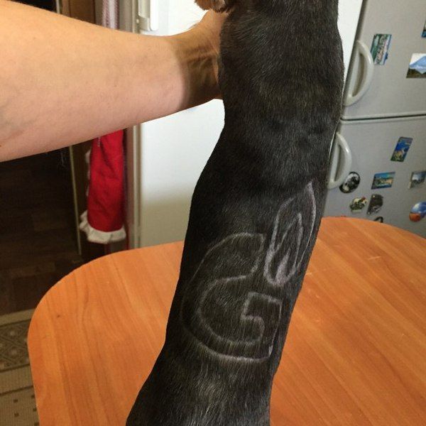 В Новом Уренгое появилась собака с выбритым на спине логотипом «Газпрома»