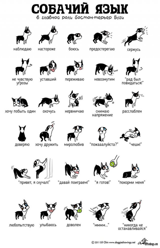 Язык тела домашних животных