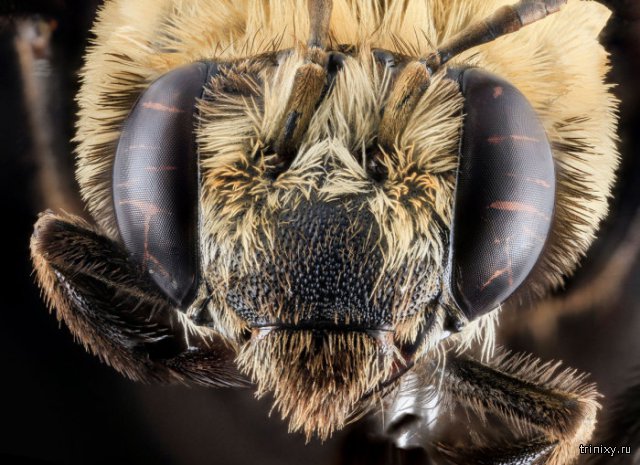 Макро фотографии глаз насекомых