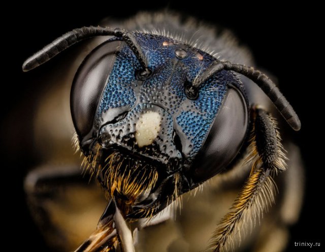 Макро фотографии глаз насекомых