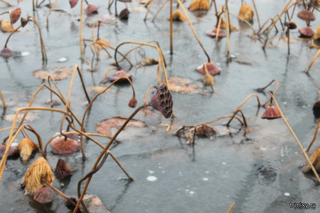Замерзшие лотосы в поселке Славянка Приморский край