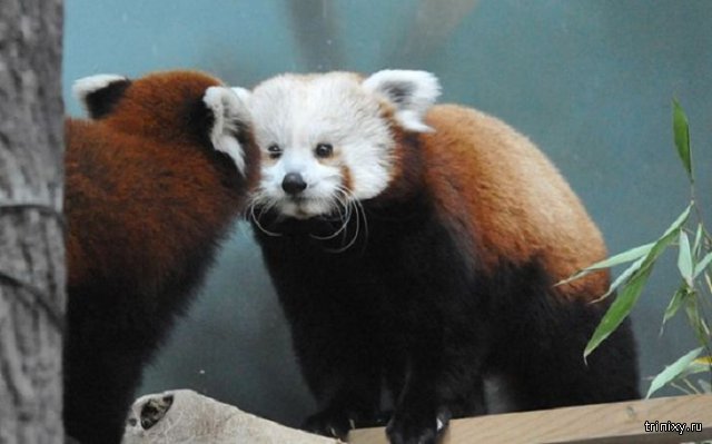Самец красной панды прибыл в Московский зоопарк