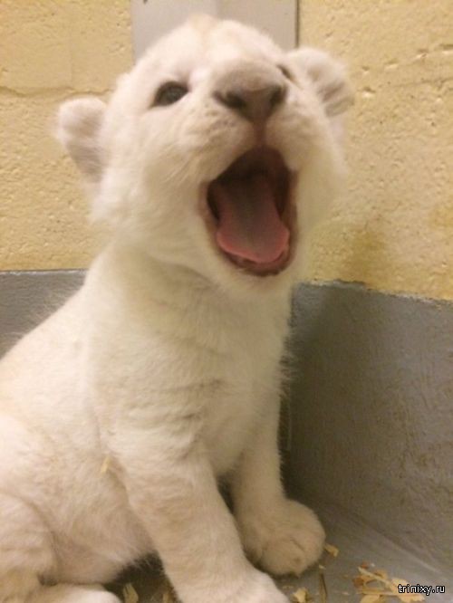 Новорожденные белые львята