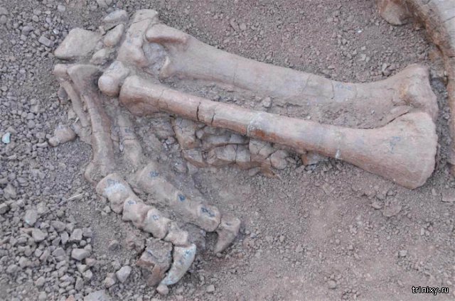 В Китае обнаружили окаменелости люфенгозавров