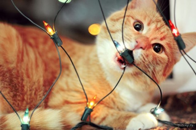 Юрий Куклачёв просит не наряжать котов в электрические гирлянды для флешмоба