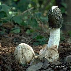 Тихая охота или интересные факты о грибах