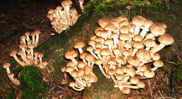 Тихая охота или интересные факты о грибах