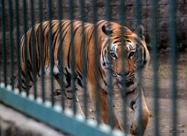 Павел Астахов сказал, что по пострадавшей от тигра девочке «плачет премия Дарвина»