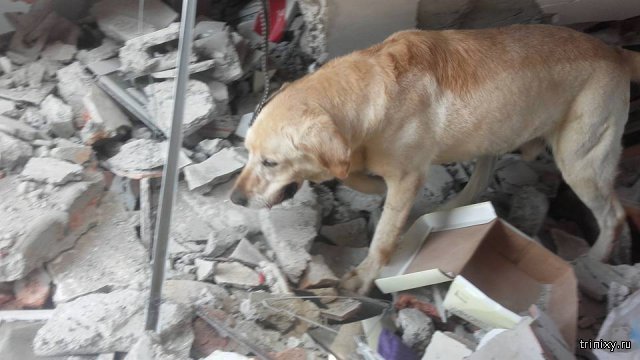 Пес в Эквадоре спас 7 человек из-под завалов