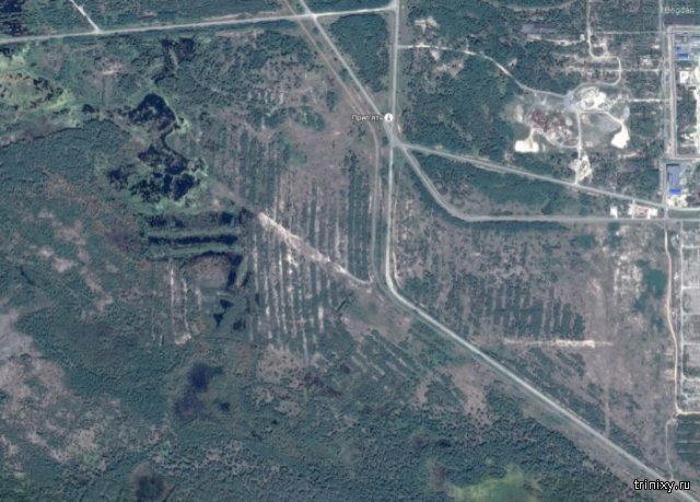 Рыжий лес зоны отчуждения Чернобыльской АЭС