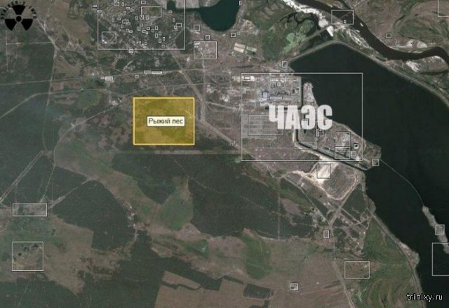 Рыжий лес зоны отчуждения Чернобыльской АЭС