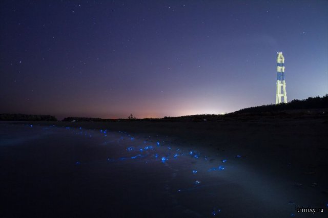 Кальмары-светлячки на побережье залива Тояма