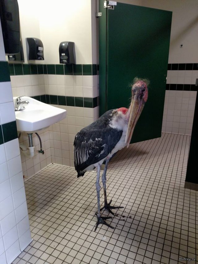 Израненный аист-марабу в зоопарке Флориды прячется в ванной комнате от урагана Мэтью