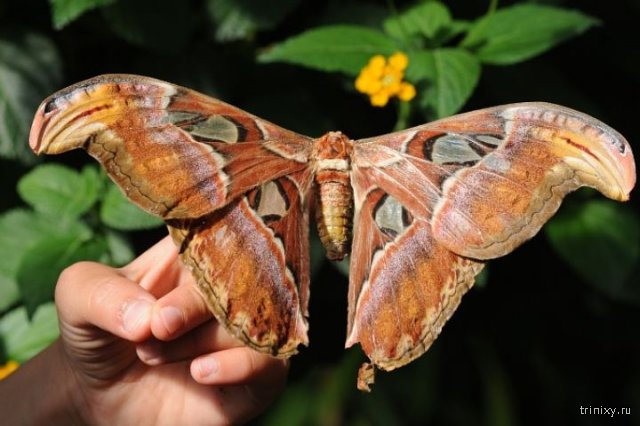 Гигантская бабочка Павлиноглазка